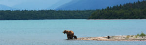 Mother bear with two cubs by lake