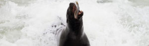 Seal Eating Salmon