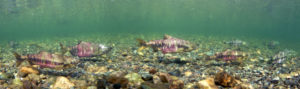 A school of chum salmon swimming in shallow water