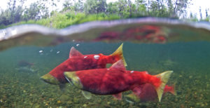 Sockeye salmon swimming in the Nushagak River