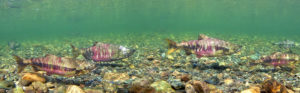 Chum Salmon Swimming in Bristol Bay