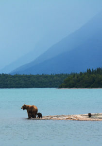 Bear with Cubs by Water in Alaska