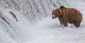 Bear Watching Salmon Jumping Up Waterfall