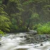 Rainforest
Fish Creek
Douglas Island
Tongass National Forest
Alaska
U.S.A.